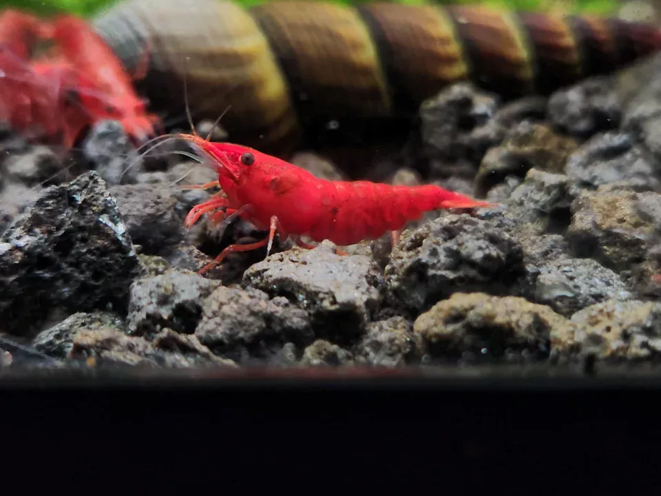 a picture of a red cherry shrimp
