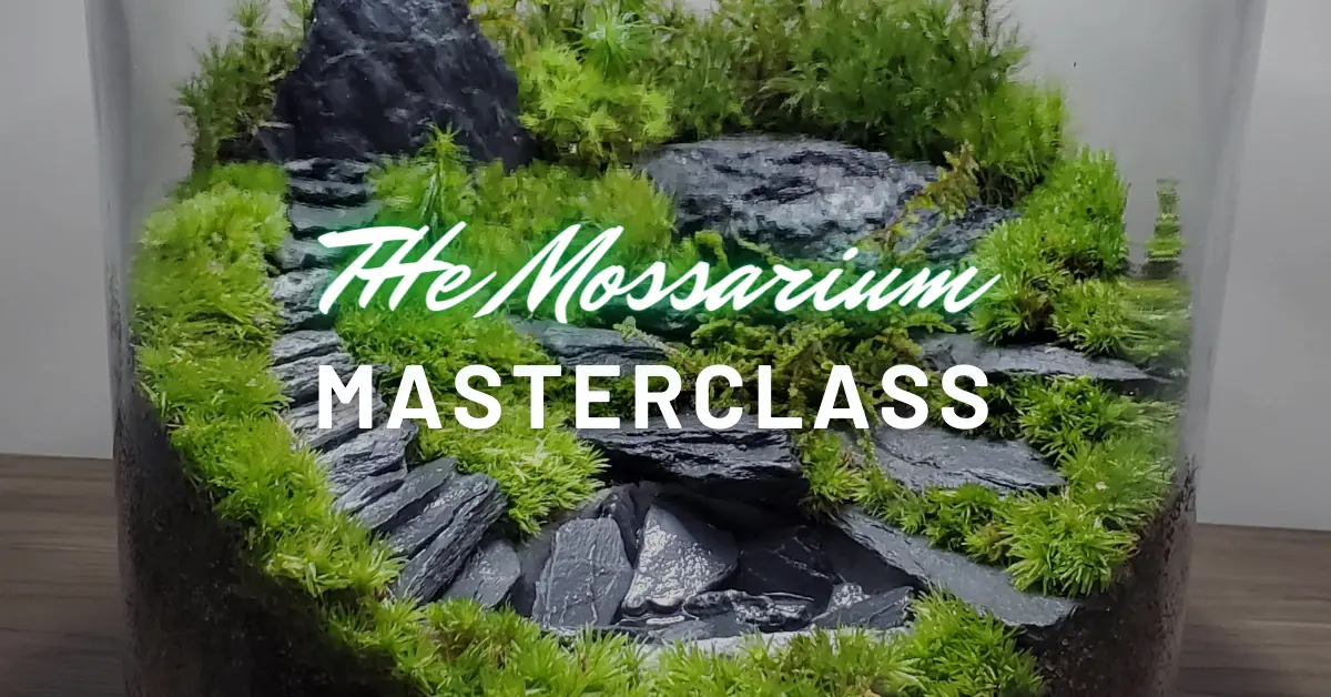 the mossarium masterclass