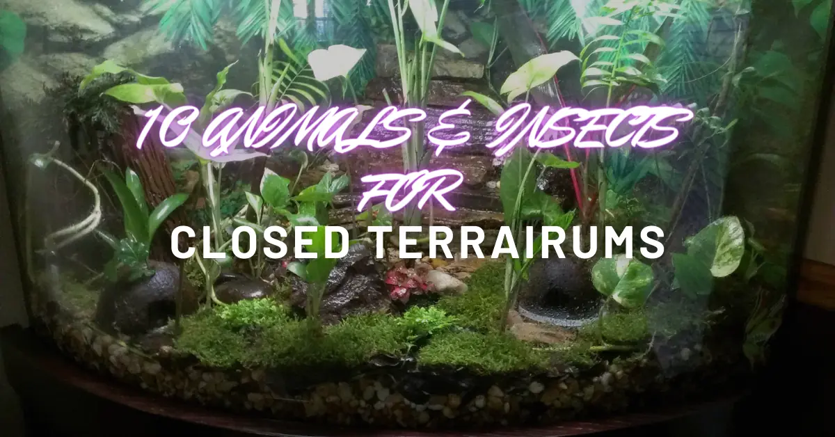 animals & insects for closed terrariums