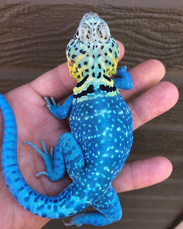 a picture of a collared lizard