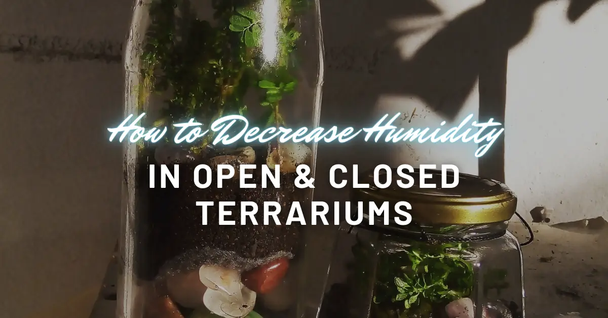 how to decrease humidity in open & closed terrariums