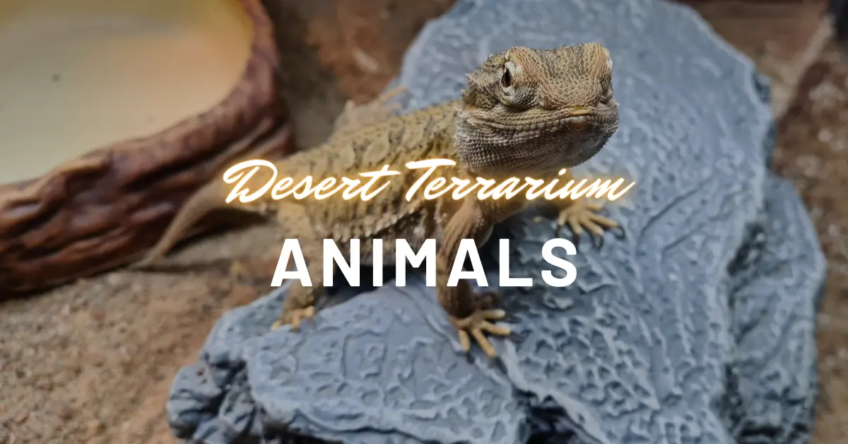 desert terrarium animals
