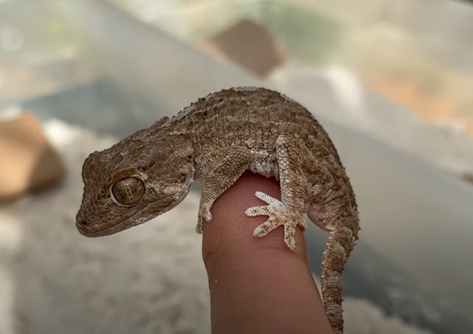 a picture of an australian helmeted geck