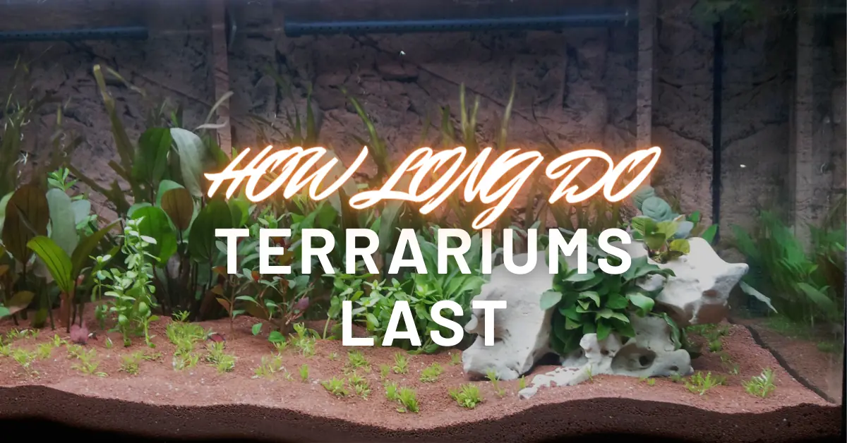 how long do terrariums last