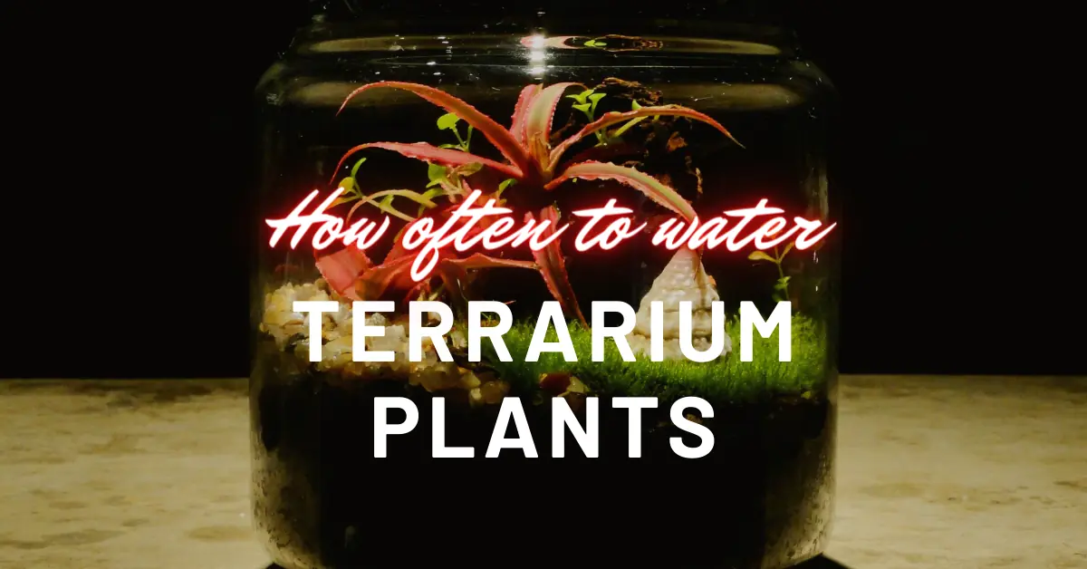 how often to water terrarium plants
