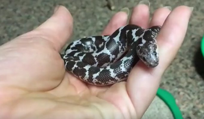 a picture of a kenyan sand boa