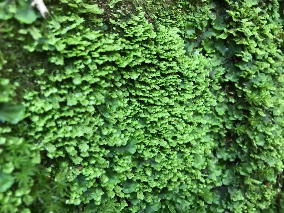 a picture of liverworts
