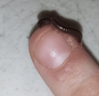 a picture of a millipede
