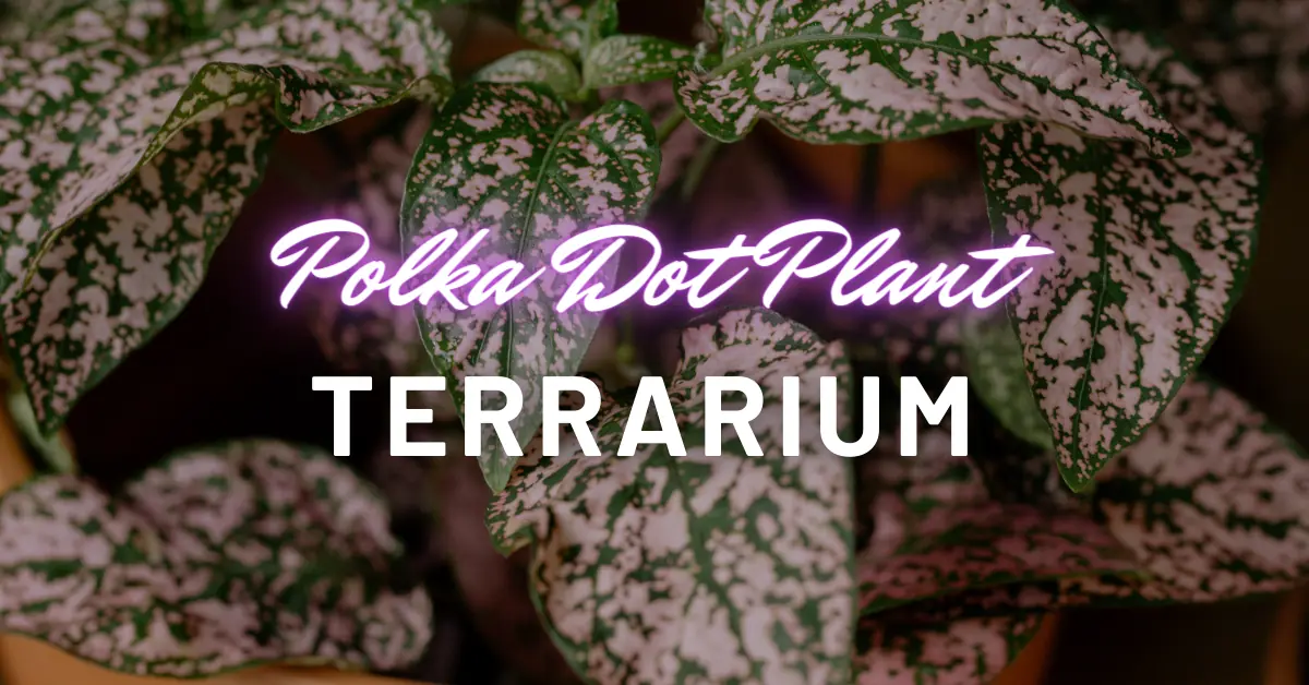 polka dot plant terrarium