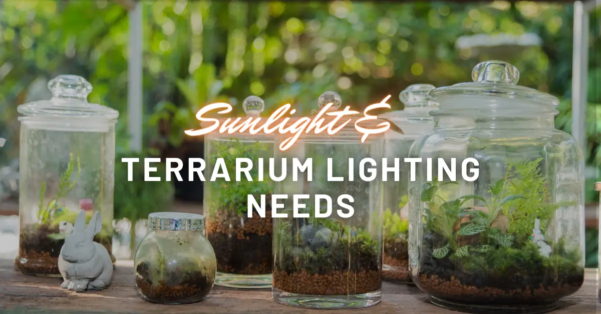 sunlight & terrarium lighting needs