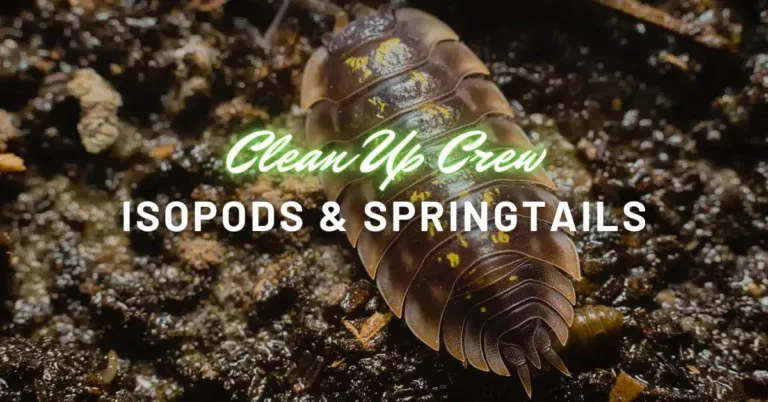 clean up crew isopods & springtails