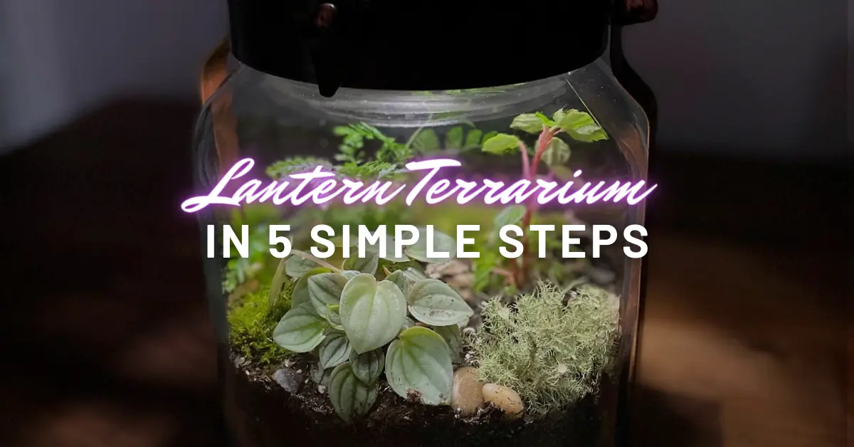 lantern terrarium in 5 simple steps