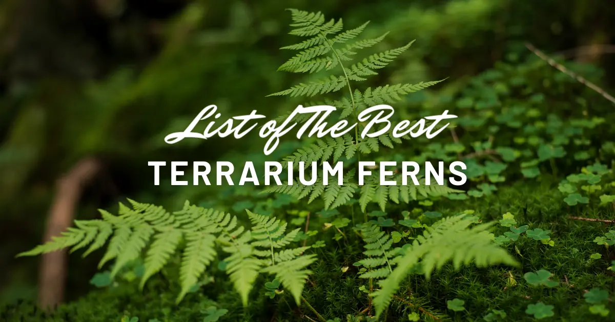 list of the best terrarium ferns