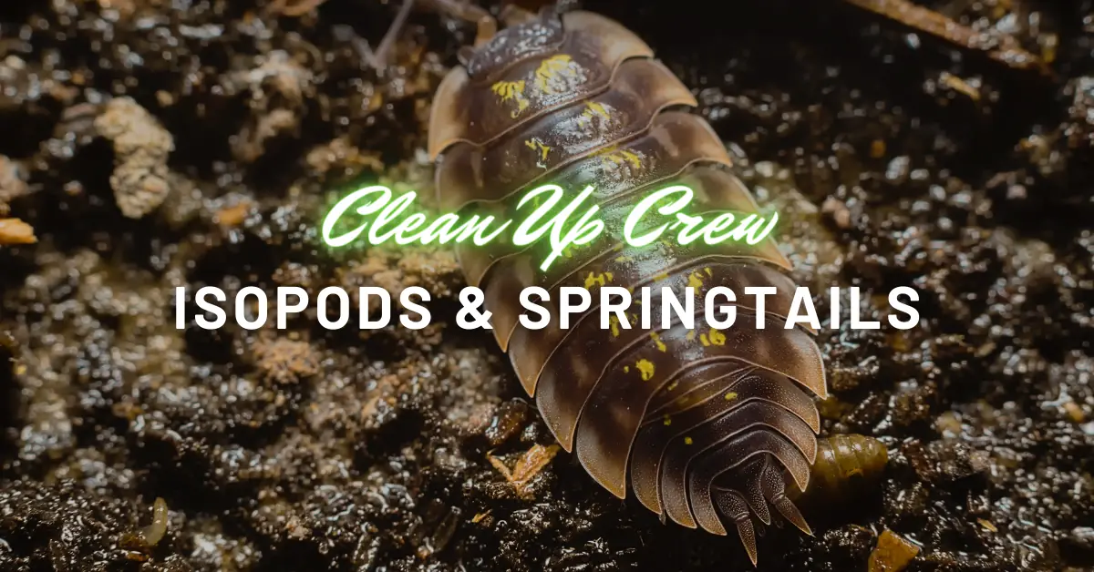 Isopods and Springtails – The Pillars of a Thriving Terrarium