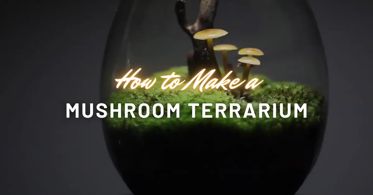 How to Make a Beautiful Mushroom Terrarium | Step-By-Step