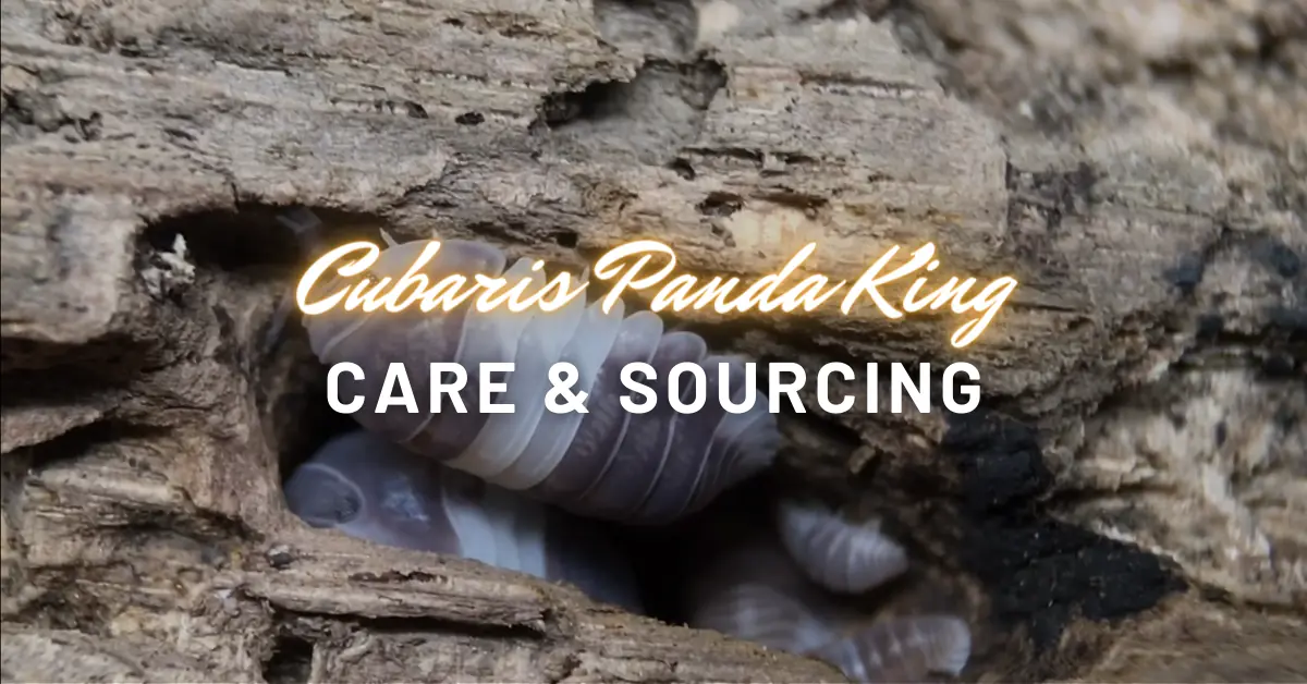 Panda King Isopods: Simple Care Guide + Best Places to Buy