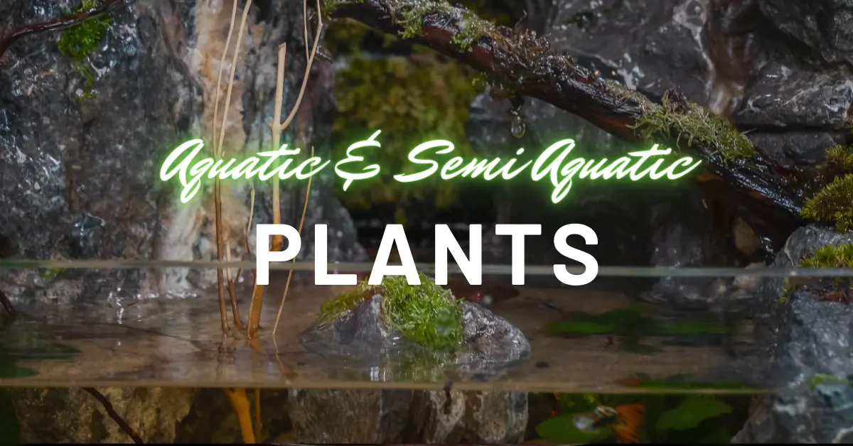 11 Aquatic/Semi-Aquatic Plants For Terrariums & Paludariums