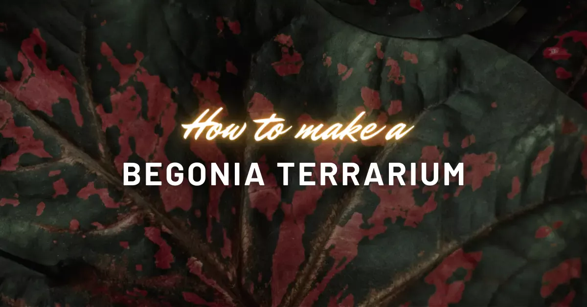 Begonia Terrarium Masterclass [How to Make One Step-By-Step]