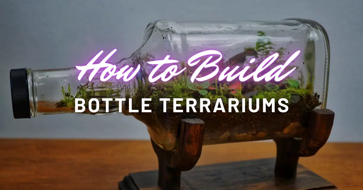 bottle-terrarium